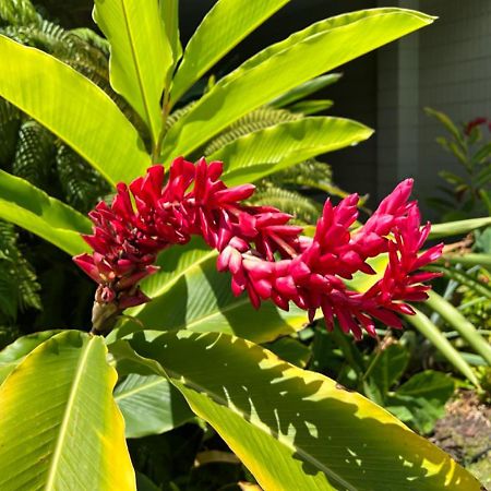 Kona Magic Ali'I - Top Floor Views, Pool, Beach, Sunsets Kailua-Kona Exterior foto